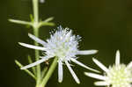 Rattlesnakemaster